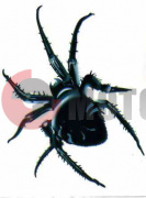 Наклейка Паук (115*90) пр. Наклейка Паук (115*90) пр.