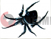 Наклейка ПАУК (140*180)пр. Наклейка ПАУК (140*180)пр.